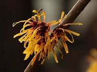 Hamamelis Harry 2016 01 23 9087